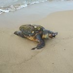 멸종위기 '붉은바다거북' 포항 앞바다서 <b>사체</b>로 발견