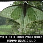 니네 이런 <b>나방</b> 본적있으면 댓달아봐