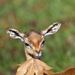 16<b>등신</b>까지 가능하다는데!