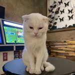 [댓글부탁해] 이 <b>고영</b>이 무슨 종이야?