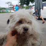 [강아지] 누더기 아이 좀 봐주세요
