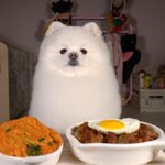 [댓글부탁해] 강아지 <b>먹방</b> 귀엽다 ㅊㅂ