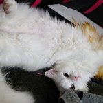 [고양이] 누워 있는걸 너무 좋아<b>해요</b>