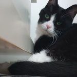 [고양이] 흐헉...!! 으르...신...!?