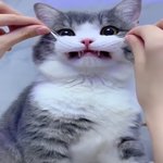 고양이 <b>콧수염</b>을 건드려 보았습니다!