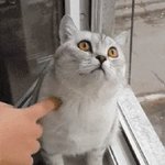 [재밌는영상] 고양이를 키워야 하는 이유