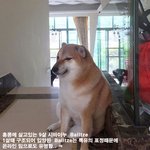 볼수록 <b>정감</b>가는 시바 이누
