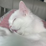 울고양이는 <b>그루</b><b>밍</b>중