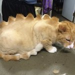 <b>야옹</b>이 대신 공룡이라고 불러줘요
