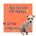 [강아지] 누더기 <b>털옷</b>을 벗었어요