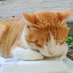 [드루와] 고양이 체다 <b>출입</b>금지 아는 사람 들어와