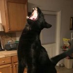 [조언부탁해] 셀프 브라질리언 왁싱