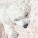 자는 모습이 세상 <b>천사</b>인 순덕이