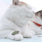 [고양이] 우리 <b>교주</b>님 귀엽지?