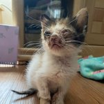 [고양이] 고양이 후원