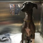 [방탈죄송] [수정] 펫페어에서 산 개껌먹고 집단 췌장염..