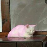 [댓글부탁해] <b>저번</b>에 혼자 술집에서 취해서 엎드려있었는데