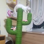 [고양이] 이쁜 스크래쳐 (<b>선인장</b> &amp; 유니콘)