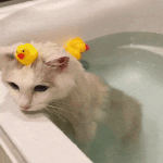 고양이 맞는지 확인좀여..