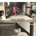 [강아지] 유기견 <b>주인</b>을 찾아주려고 목에다가 메모장을 걸어두었더니...