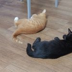 [이것좀봐줘] 우리집 고양이 개귀여움 사진