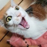 <b>울집</b> 고앵이...