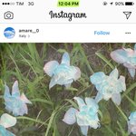 헐 근데 스메랄도 꽃 ㅈㄴ이쁘다