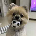 [강아지] 너구리 닮은 <b>토리</b> 한 번 보고가실래유?❤️