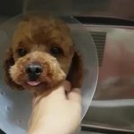 [강아지] 도로위에서 구조한 <b>푸들</b>아이 소식