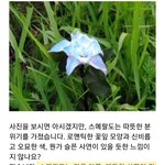 [방탄소년단] 전못진<b>꽃말</b>이 바뀌었었네....?