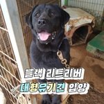 [강아지] 블랙 <b>래브라도</b> 리트리버