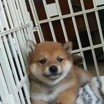 일본 시바새끼가ㅋㅋㅋ 개<b>쪼끄만</b>게