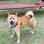 [댕댕이] 우리집에도 댕댕이가 산다!! 2