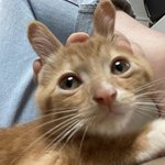 [댓글부탁해] 우리<b>집</b> 막내 <b>얼</b>평좀;;;자기가 귀여운줄암;;