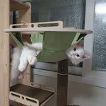 [고양이] 우리 나우동