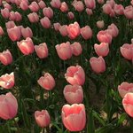 [댓글부탁해] 아이즈원 잔혹동화 파트누구할까