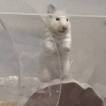 [이것좀봐줘] 우리집 <b>햄스터</b> 겁나웃김