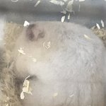 [19] <b>햄스터</b>말이