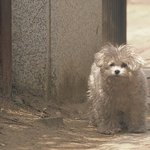 [강아지] 우리강아지 드라마에 나왔어요!