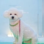 신나보이는 꼴이 마치 <b>like</b> 비비