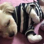 [강아지] 귀여움으로 지구 뿌셔 <b>콩</b>순이 보고가요