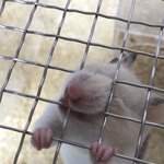 [이것좀봐줘] 햄스터가 내는 <b>소음</b>모음~!~