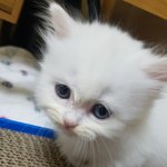 [고양이] 1년만에 이렇게 컸어요.