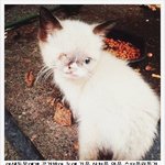 <b>듬직</b>한 애꾸눈의 보호 대장!