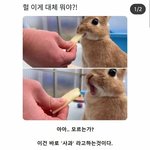 [TXT모아] 툽탐/ 사과 첨 먹었을때 쓰비니