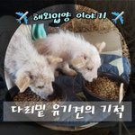[강아지] 다리밑에서 구조한 형제 <b>입양</b>후기