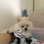 [댓글부탁해] <b>강아지</b>들 특징 <b>얘기</b>해보자