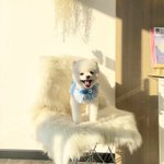 [강아지] 내이름은 김<b>산타</b>