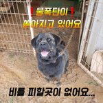 [강아지] 대형견 아이들 좀 봐주세요