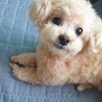 [강아지] 사진추가)우리집 <b>꼬물</b>이 자랑